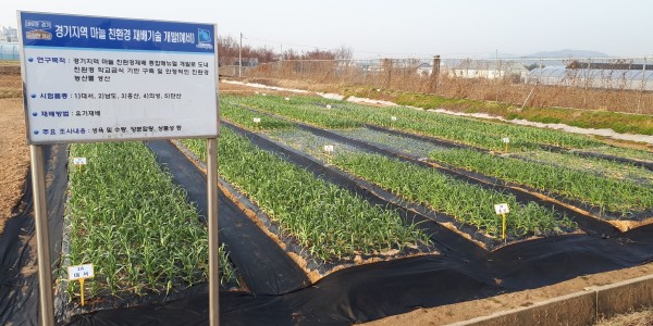 친환경+마늘+연구포장1.jpg
